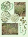 image test1