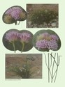image test5