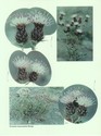 image test1