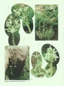 image test1